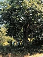 Largest Chestnut Tree