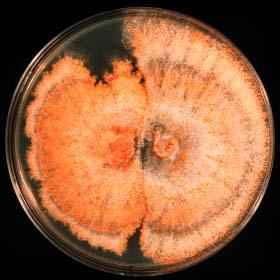 Cryphonectria parasitica